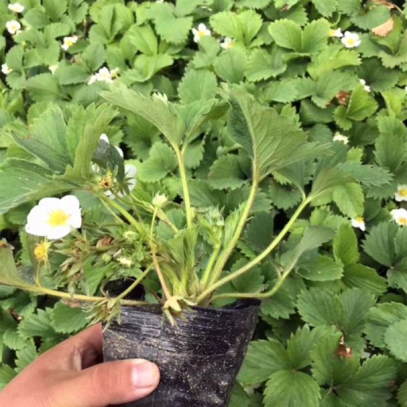 四季草莓苗当年结果草莓秧章姬红颜奶油草莓苗室内盆栽阳台种