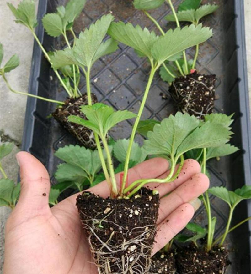 四季草莓苗当年结果草莓秧章姬红颜奶油草莓苗室内盆栽阳台种