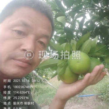 橙子