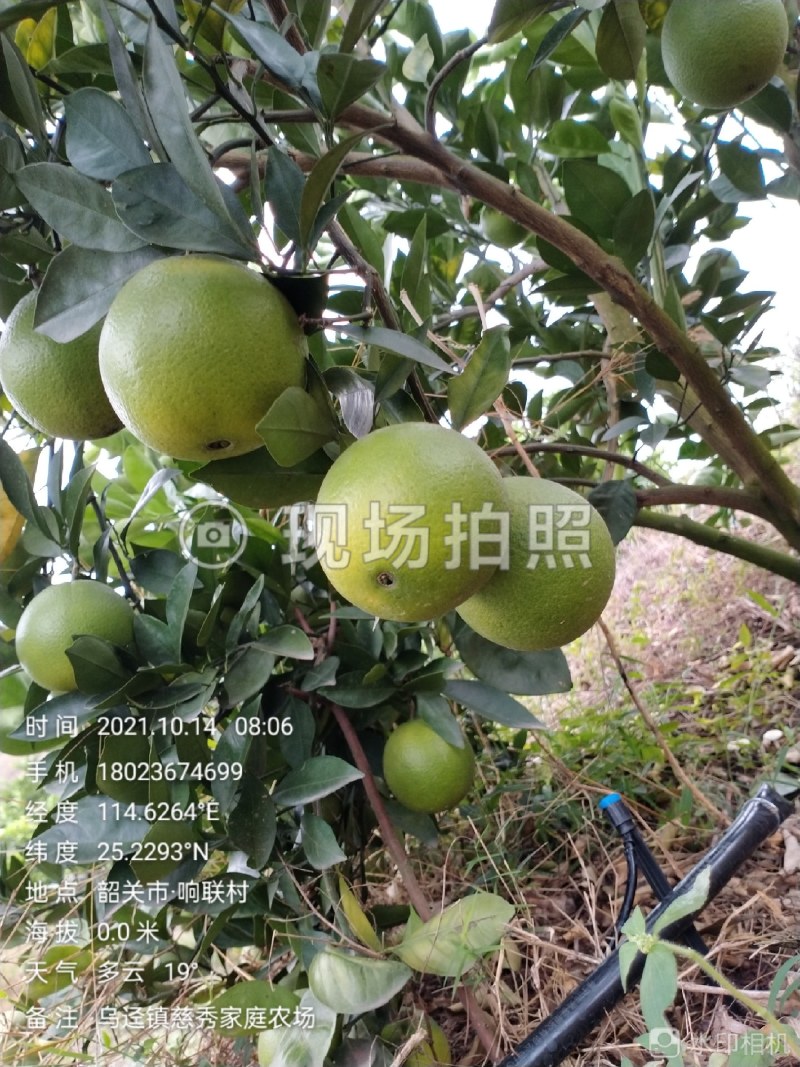 橙子