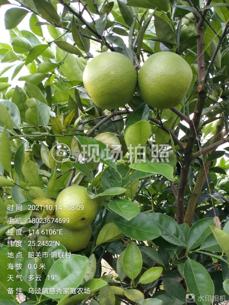 橙子