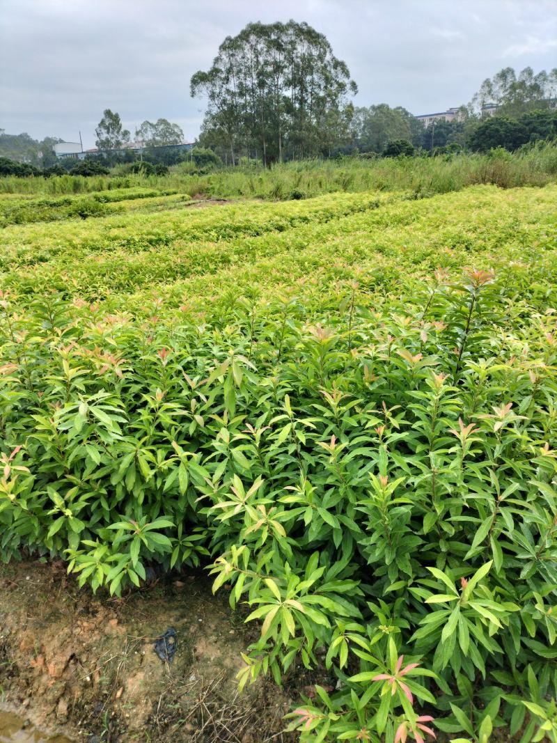 木荷营养小袋苗防火线专用的造林树苗批发价格