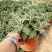 菊花苗菊花盆栽四季开花室内室外庭院植物花卉花苗阳台观花