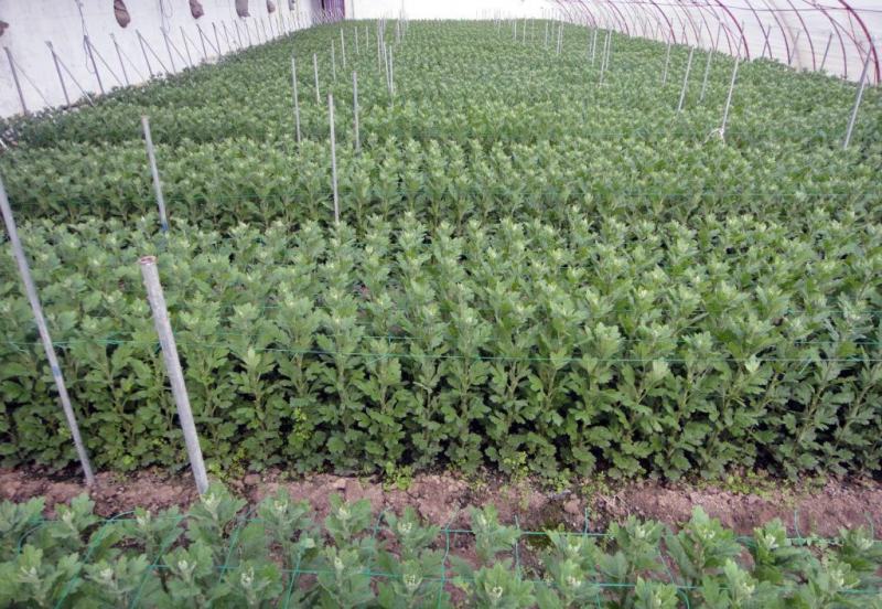 菊花苗菊花盆栽四季开花室内室外庭院植物花卉花苗阳台观花