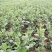 菊花苗菊花盆栽四季开花室内室外庭院植物花卉花苗阳台观花
