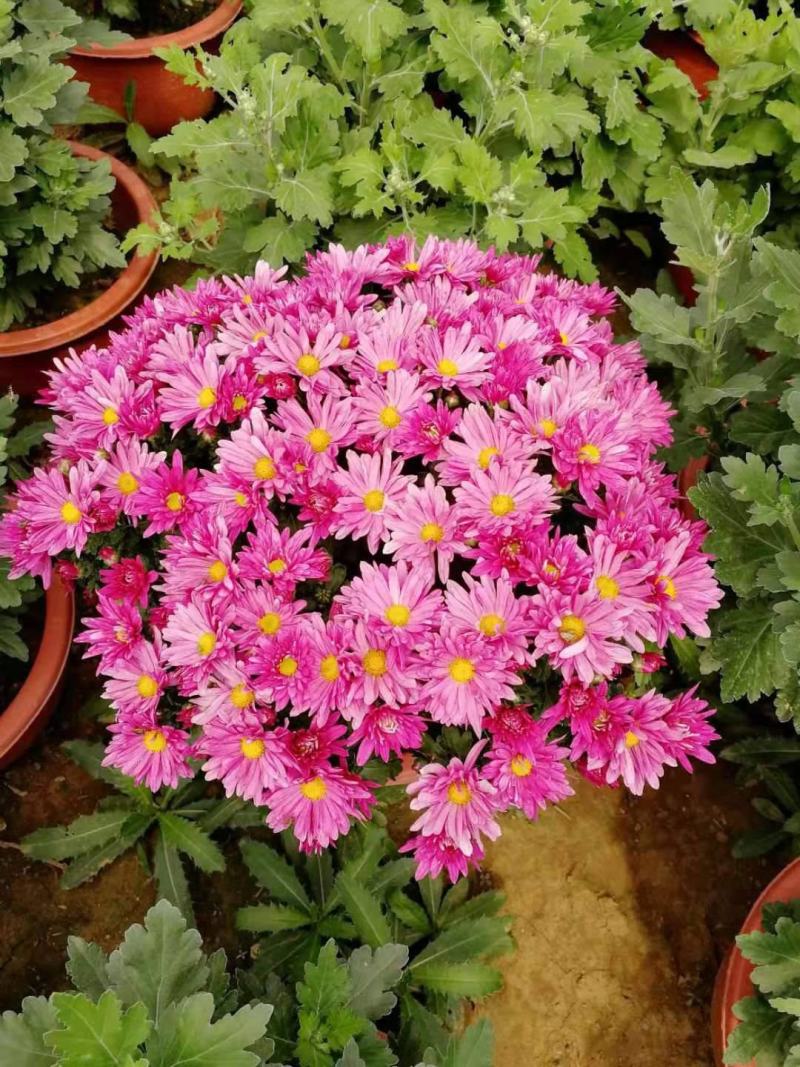 菊花苗菊花盆栽四季开花室内室外庭院植物花卉花苗阳台观花