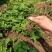 菊花苗菊花盆栽四季开花室内室外庭院植物花卉花苗阳台观花