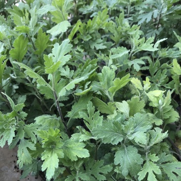 菊花苗菊花盆栽四季开花室内室外庭院植物花卉花苗阳台观花