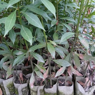 金丝楠木桢楠