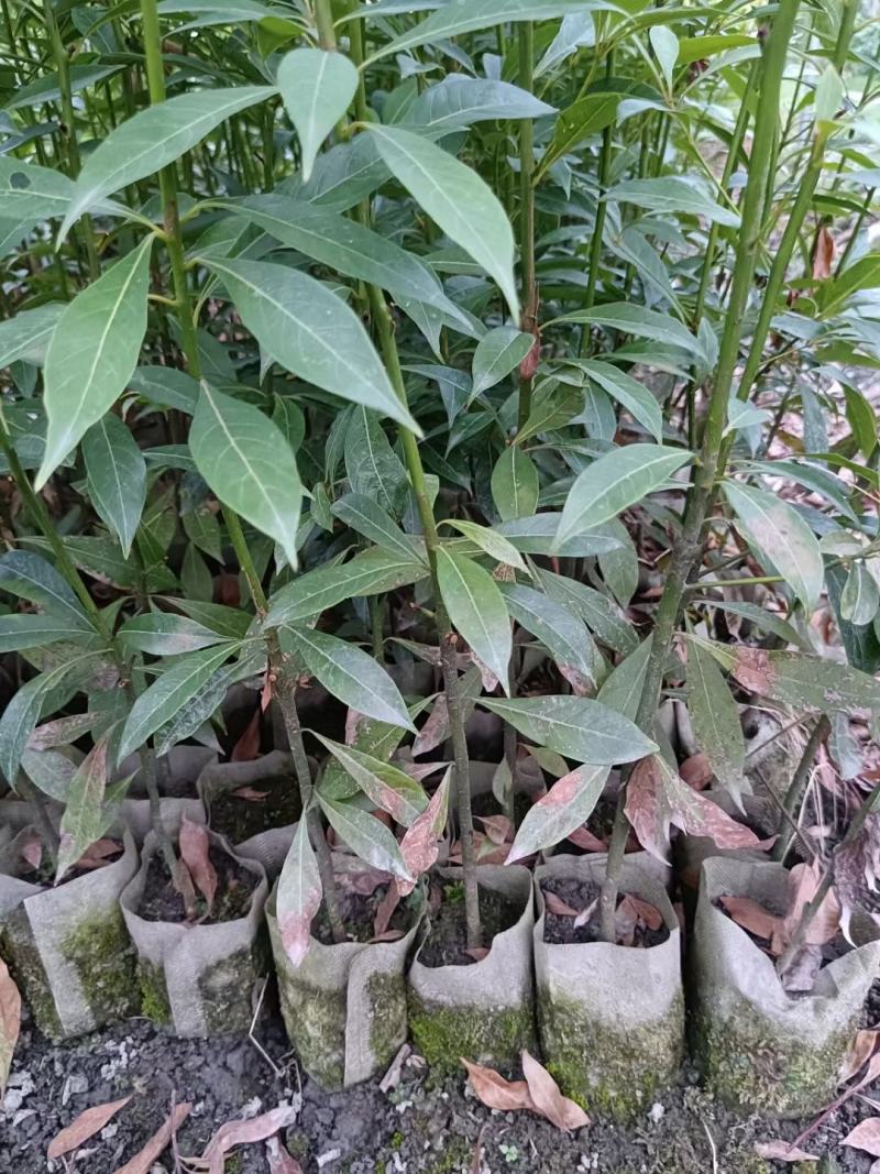 金丝楠木桢楠