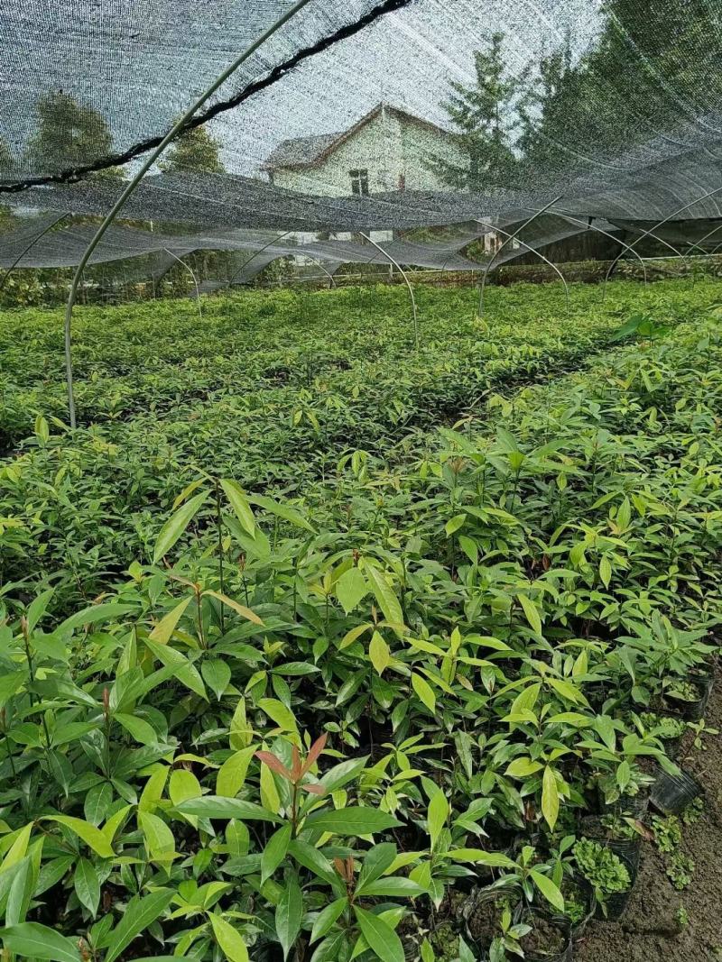 金丝楠木桢楠