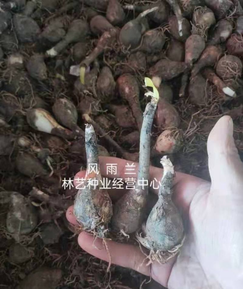 风雨兰种球葱兰韭兰葱莲花苗多年生耐寒耐阴四季室内庭院绿化