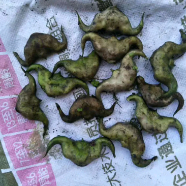 老菱角