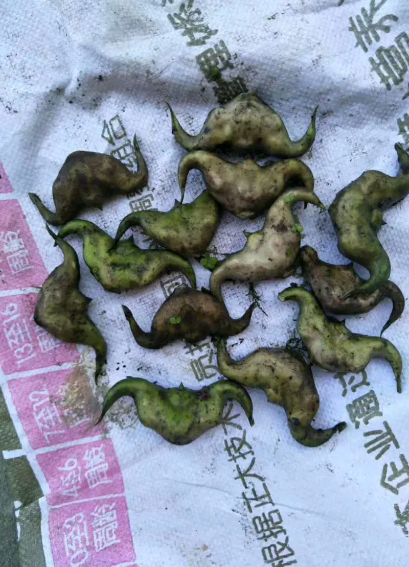 老菱角