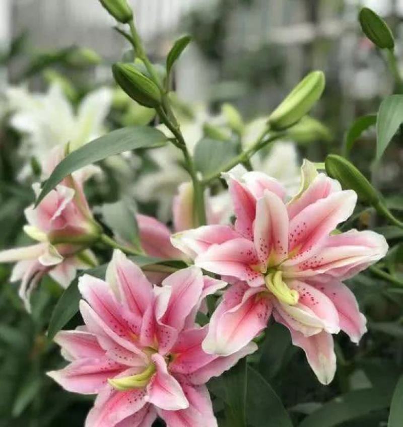 百合种球四季盆栽室内香亚洲百合花种球重瓣大球进口球根室外