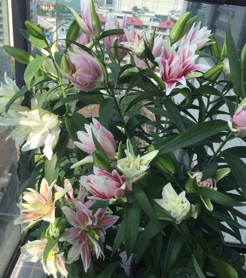 百合种球四季盆栽室内香亚洲百合花种球重瓣大球进口球根室外