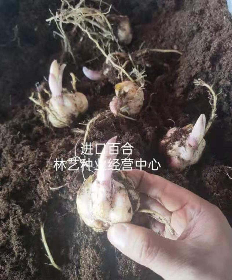 百合种球四季盆栽室内香亚洲百合花种球重瓣大球进口球根室外