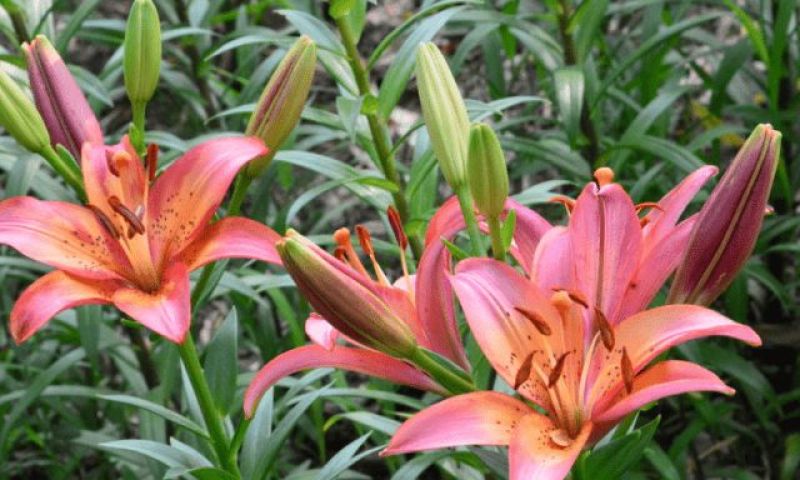 百合种球四季盆栽室内香亚洲百合花种球重瓣大球进口球根室外
