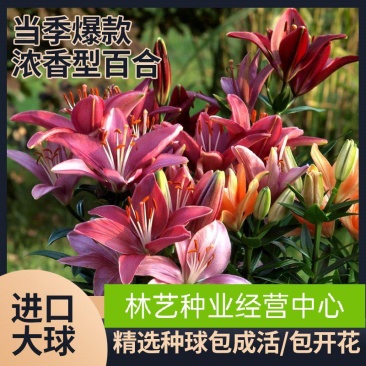 百合种球四季盆栽室内香亚洲百合花种球重瓣大球进口球根室外