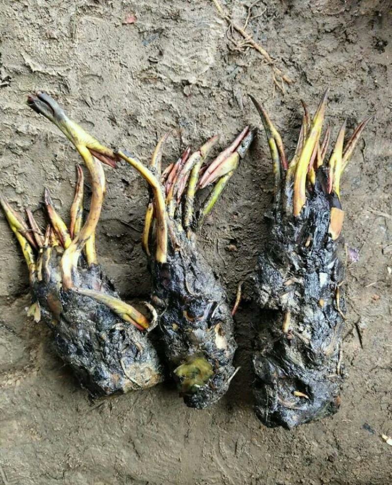 睡莲种根水莲花水生植物四季易种带芽发货多年生耐寒植物