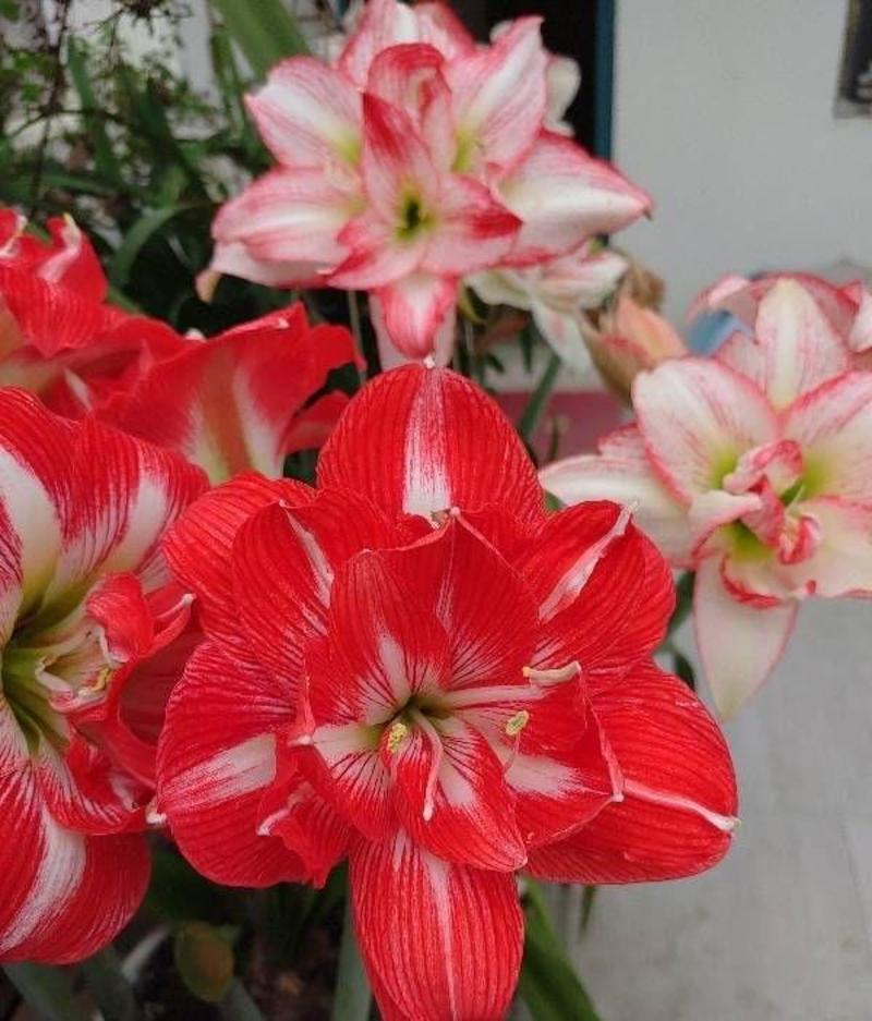 进口朱顶红种球超大特大重瓣带花盆栽花卉室内外阳台庭院植物