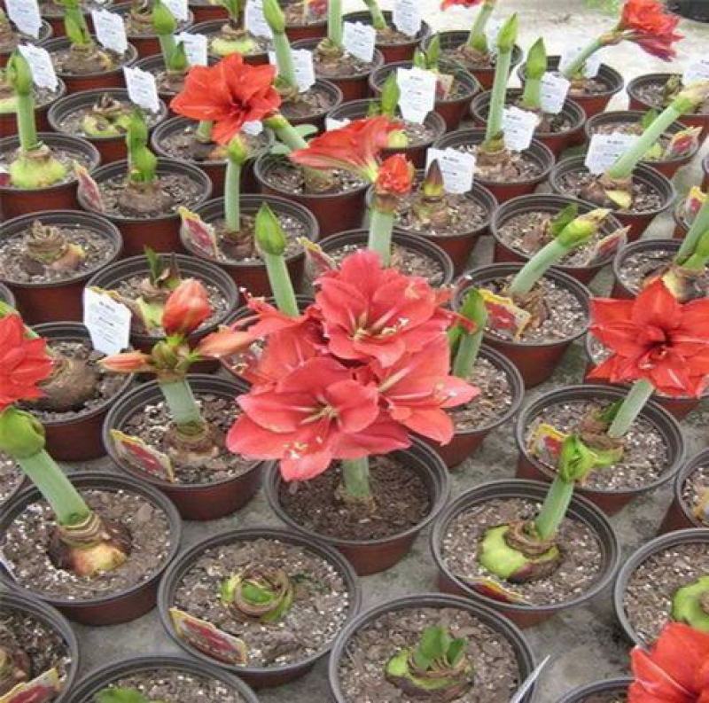 进口朱顶红种球超大特大重瓣带花盆栽花卉室内外阳台庭院植物