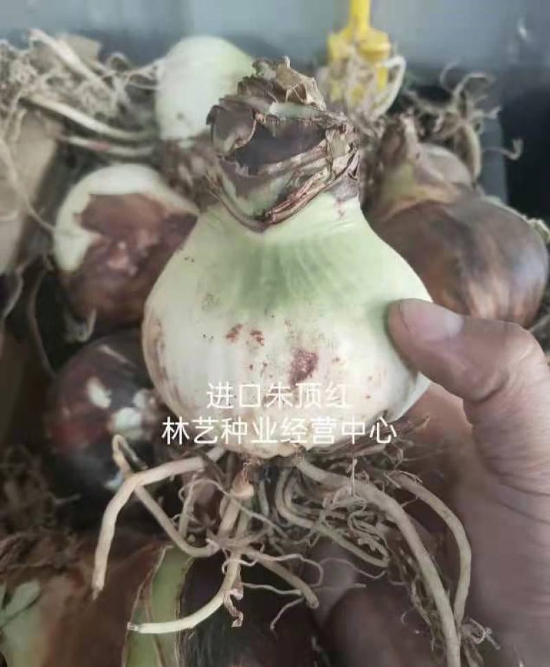 进口朱顶红种球超大特大重瓣带花盆栽花卉室内外阳台庭院植物