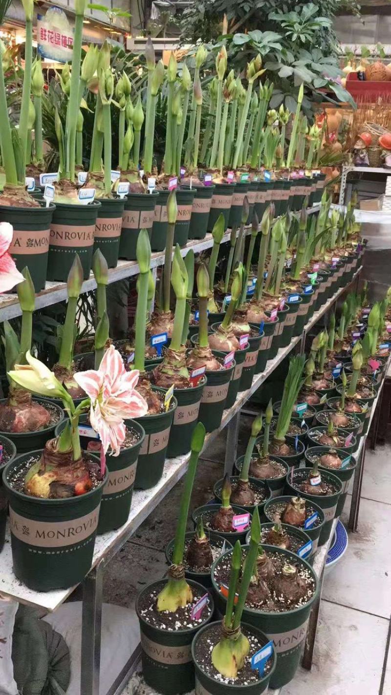 进口朱顶红种球超大特大重瓣带花盆栽花卉室内外阳台庭院植物
