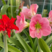 进口朱顶红种球超大特大重瓣带花盆栽花卉室内外阳台庭院植物