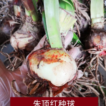 进口朱顶红种球超大特大重瓣带花盆栽花卉室内外阳台庭院植物