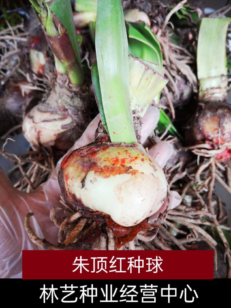 进口朱顶红种球超大特大重瓣带花盆栽花卉室内外阳台庭院植物
