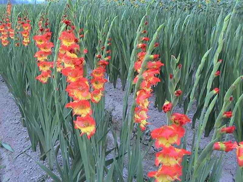 剑兰种球国产进口多年生花卉菖兰花球唐菖蒲花种球四季
