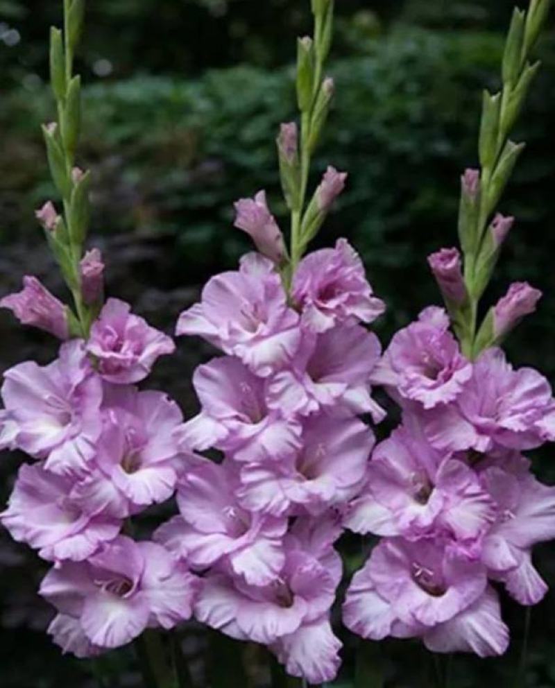 剑兰种球国产进口多年生花卉菖兰花球唐菖蒲花种球四季