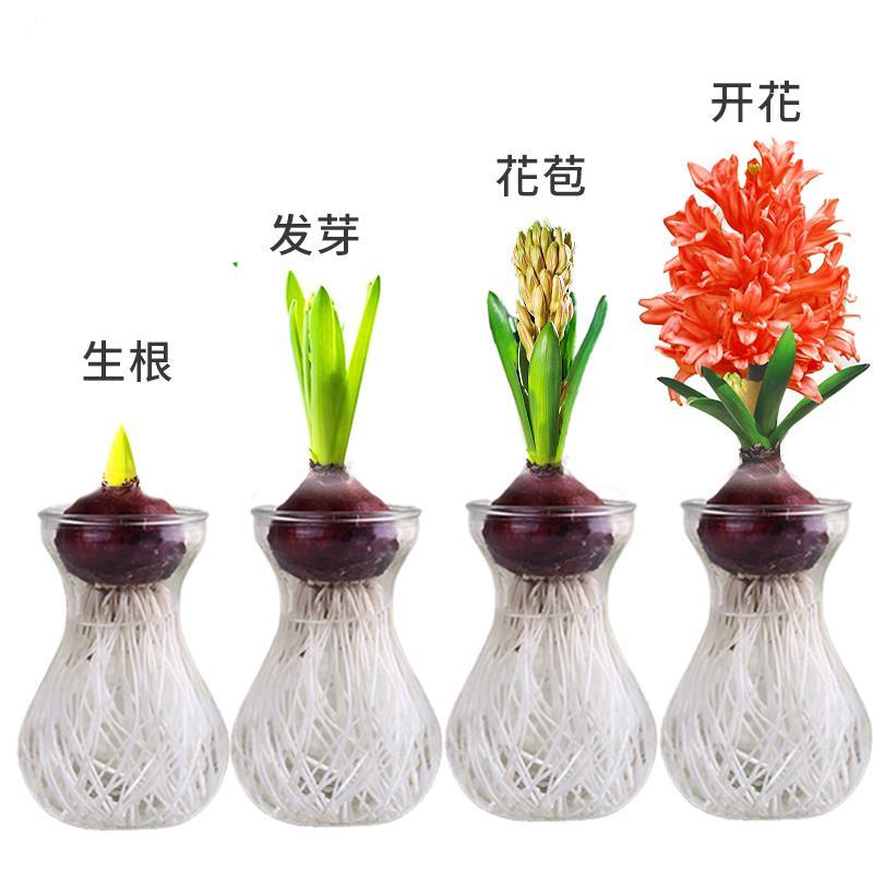 风信子种球水养土培冬季耐寒易活室内多年生花卉盆栽植物