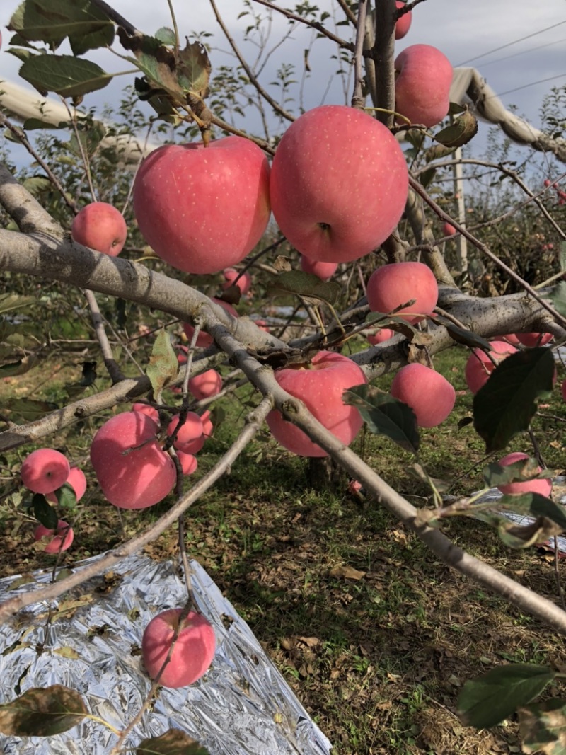 陕西洛川红富士苹果大量供应，支持一件代发落地配，整车代发