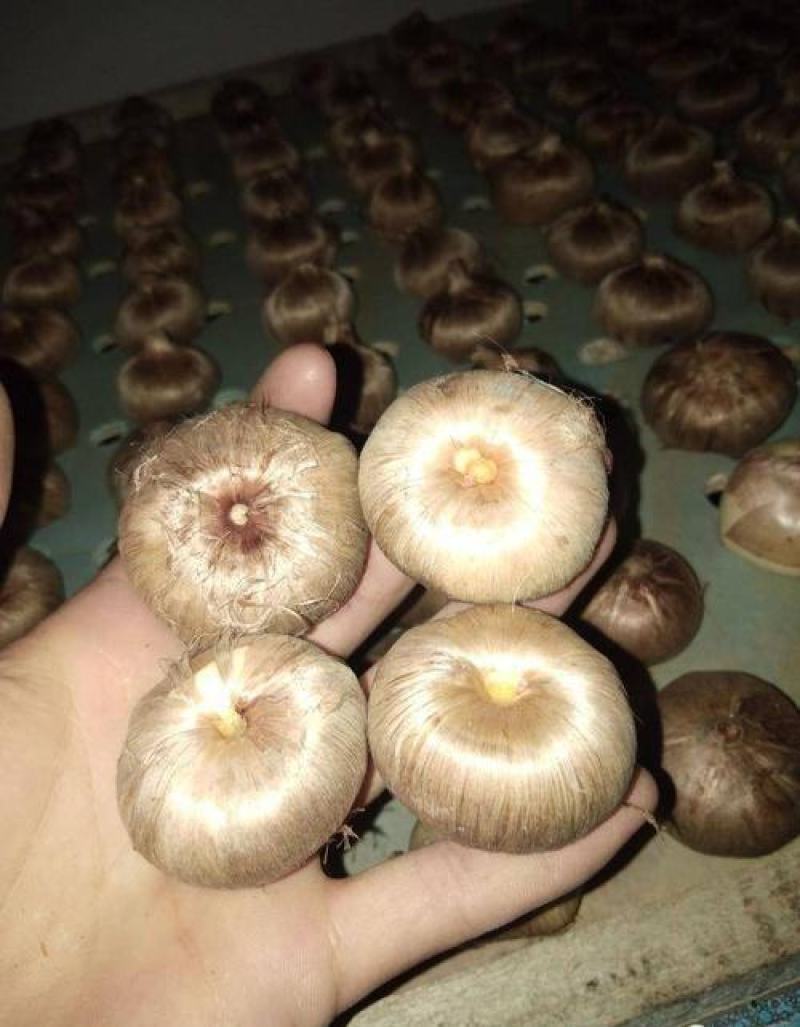 药用藏红花种球花籽进口番红花盆栽植物花卉苗种子西红花耐寒