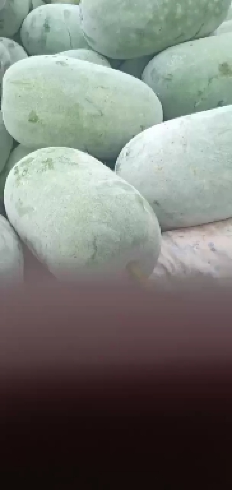 冬瓜，有需要的客商欢迎采购，我愿真诚与广大客商服务