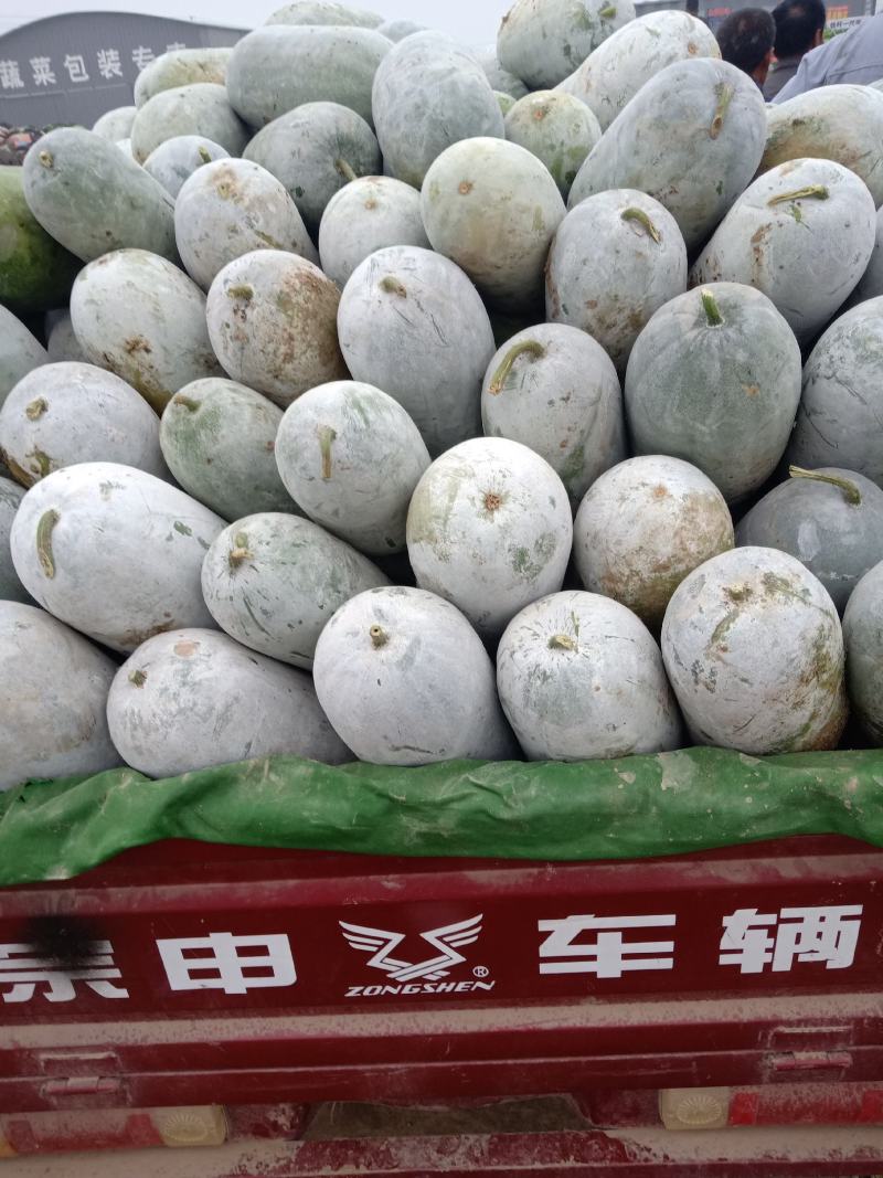 冬瓜，有需要的客商欢迎采购，我愿真诚与广大客商服务