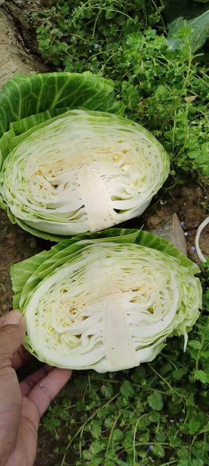 【甘蓝】湖北精品中甘甘蓝，大型基地保质保量代发全国