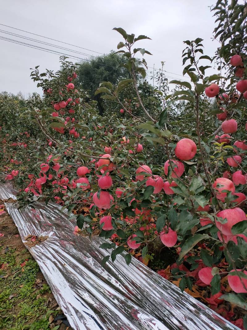 寒富苹果大量上市绥中产地直发甘甜脆跳楼价可视频看货