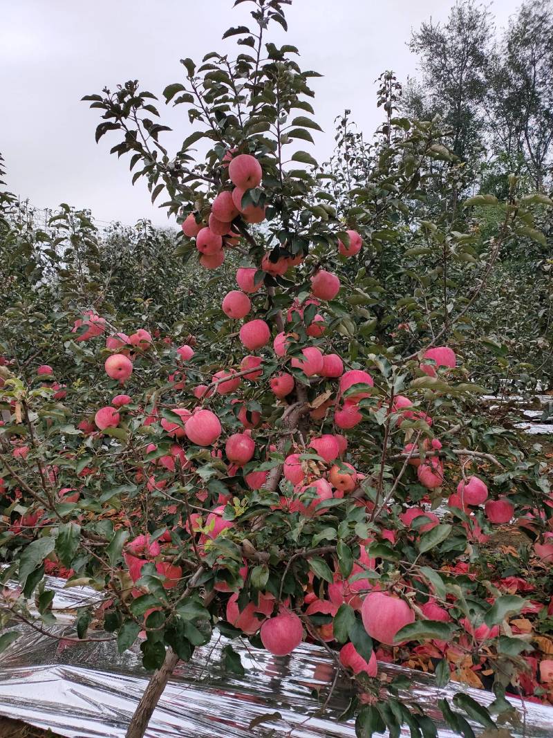 寒富苹果大量上市绥中产地直发甘甜脆跳楼价可视频看货