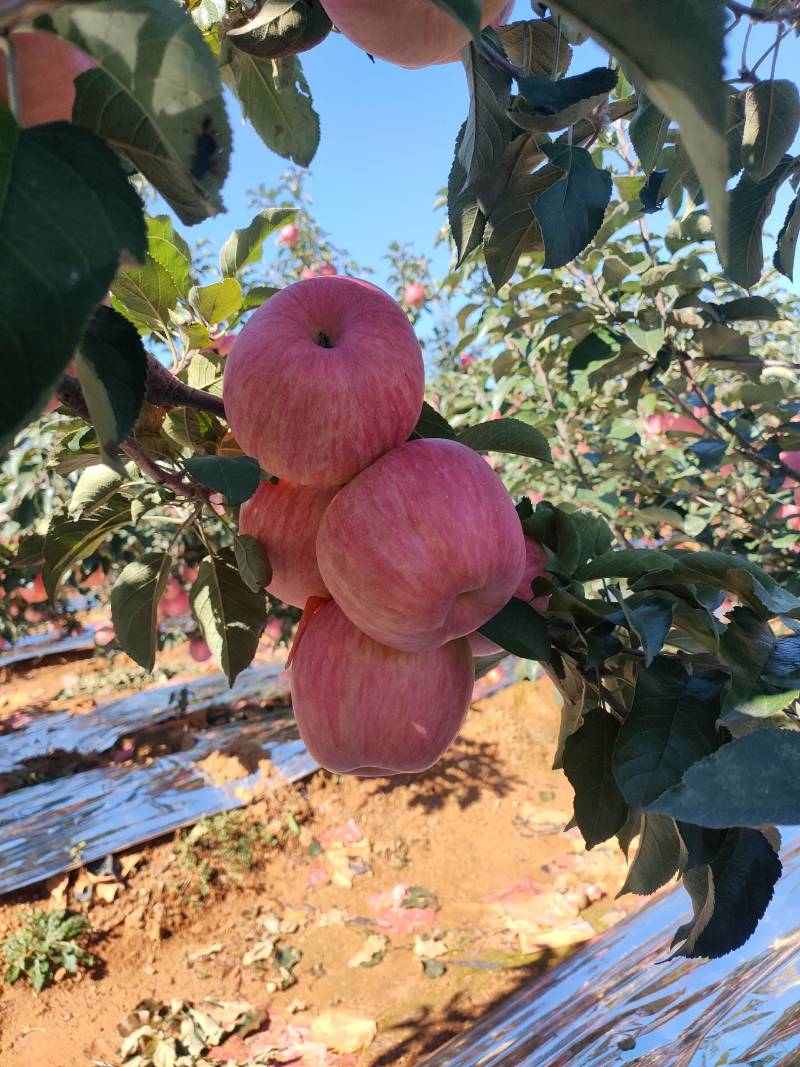 寒富苹果大量上市绥中产地直发甘甜脆跳楼价可视频看货