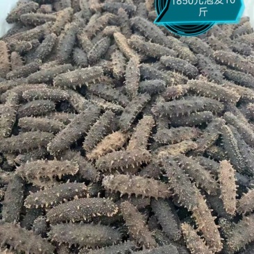【精品】淡干海参干参刺参辽参大量现货全规格，质量有保证