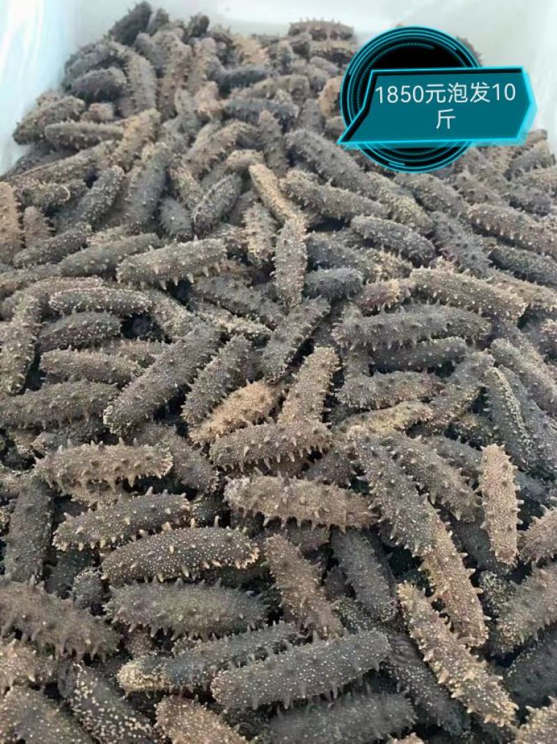 【精品】淡干海参干参刺参辽参大量现货全规格，质量有保证