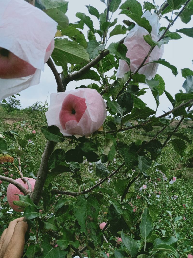 红富士苹果通货二元左右，地窖货