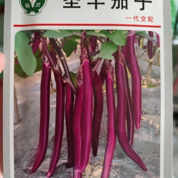 茄子种子