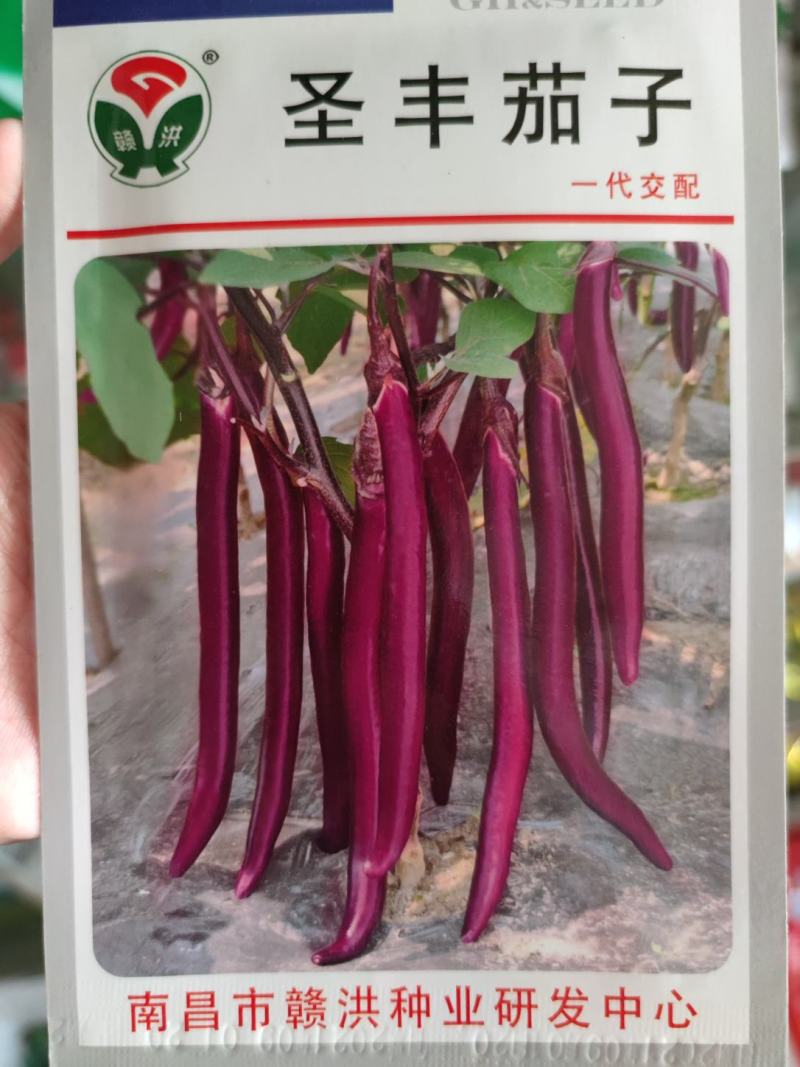 茄子种子