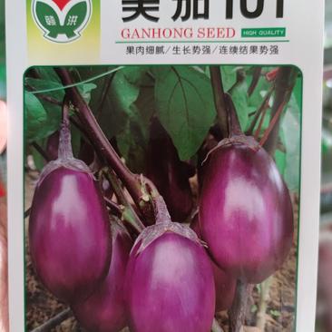 美茄101茄子种子果实卵圆形,紫红色光泽好单果重300克