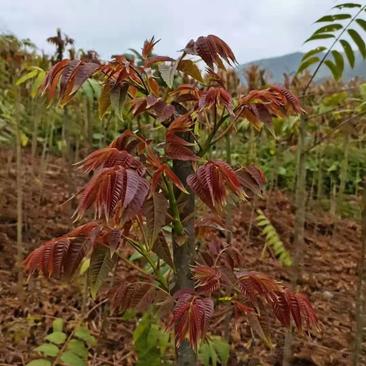 云南红油香椿芽常年出售四季香椿芽大棚香椿芽陆地香椿