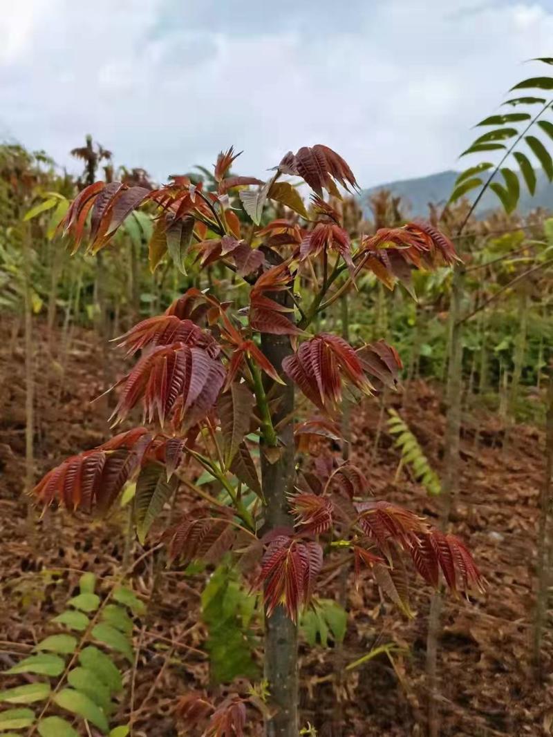 云南红油香椿芽常年出售四季香椿芽大棚香椿芽陆地香椿